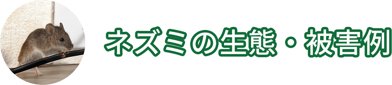 ネズミの生態・被害例